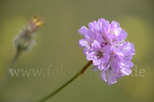 Bottendorfer Grasnelke (Armeria marittima var. Bottendorfensis)