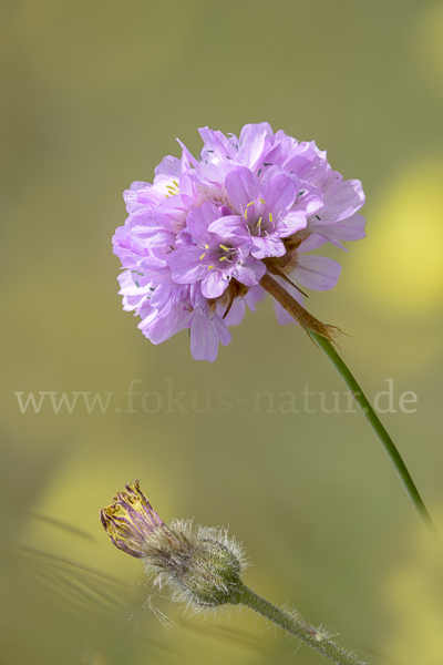 Bottendorfer Grasnelke (Armeria marittima var. Bottendorfensis)