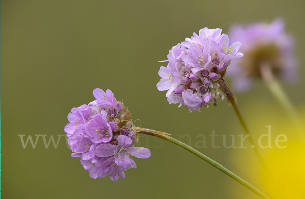 Bottendorfer Grasnelke (Armeria marittima var. Bottendorfensis)