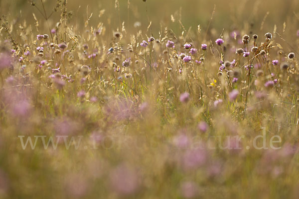 Bottendorfer Grasnelke (Armeria marittima var. Bottendorfensis)