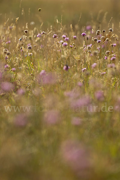 Bottendorfer Grasnelke (Armeria marittima var. Bottendorfensis)