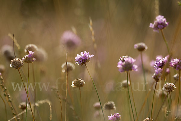 Bottendorfer Grasnelke (Armeria marittima var. Bottendorfensis)