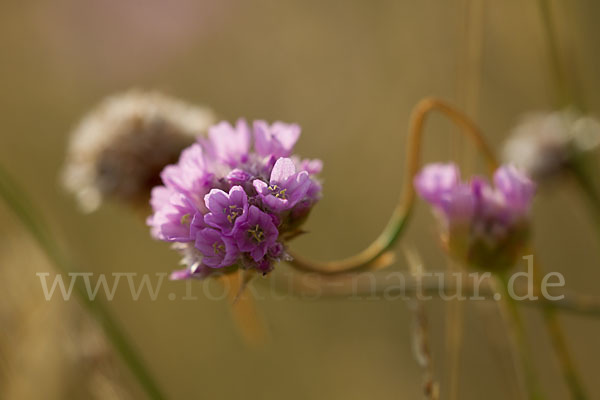 Bottendorfer Grasnelke (Armeria marittima var. Bottendorfensis)