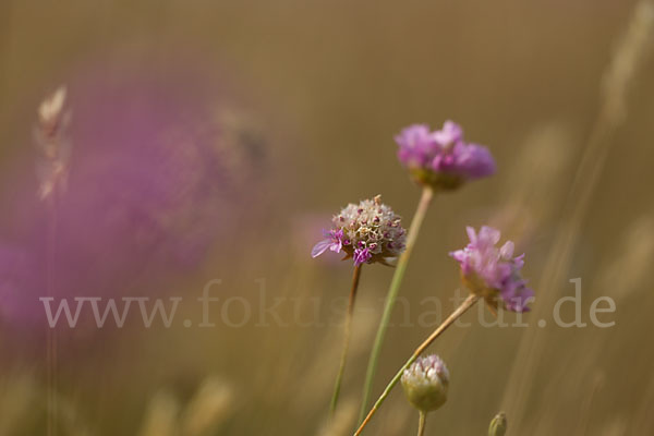 Bottendorfer Grasnelke (Armeria marittima var. Bottendorfensis)