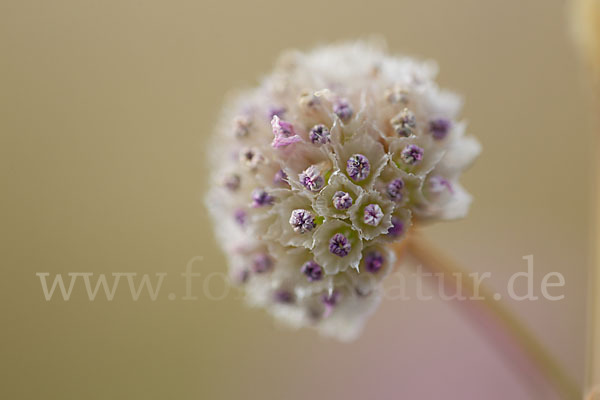 Bottendorfer Grasnelke (Armeria marittima var. Bottendorfensis)