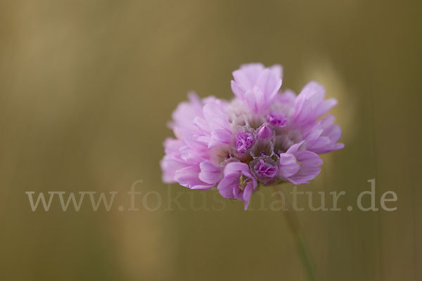 Bottendorfer Grasnelke (Armeria marittima var. Bottendorfensis)