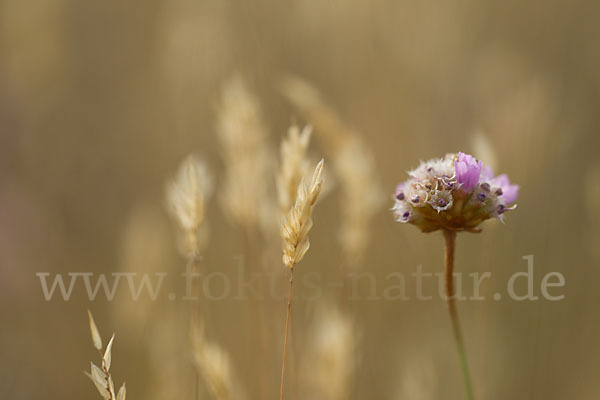 Bottendorfer Grasnelke (Armeria marittima var. Bottendorfensis)