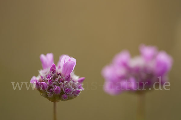 Bottendorfer Grasnelke (Armeria marittima var. Bottendorfensis)