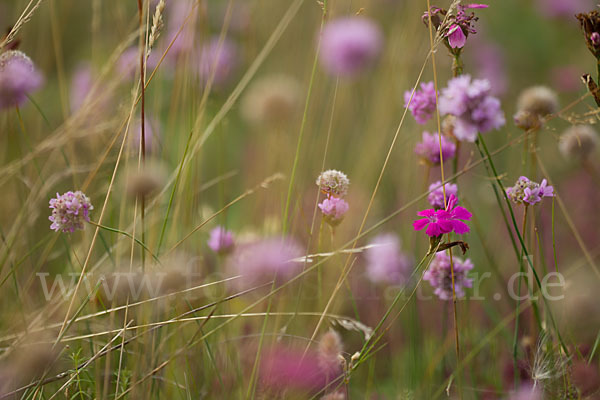 Bottendorfer Grasnelke (Armeria marittima var. Bottendorfensis)