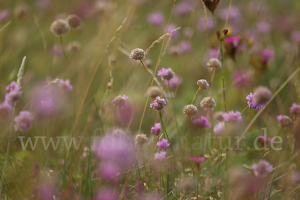 Bottendorfer Grasnelke (Armeria marittima var. Bottendorfensis)