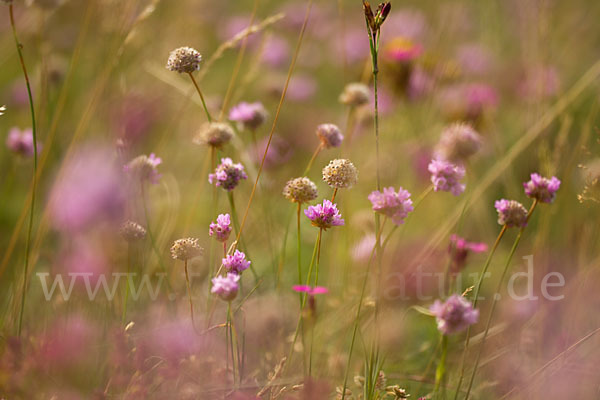 Bottendorfer Grasnelke (Armeria marittima var. Bottendorfensis)