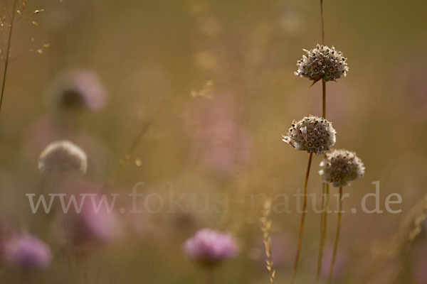 Bottendorfer Grasnelke (Armeria marittima var. Bottendorfensis)