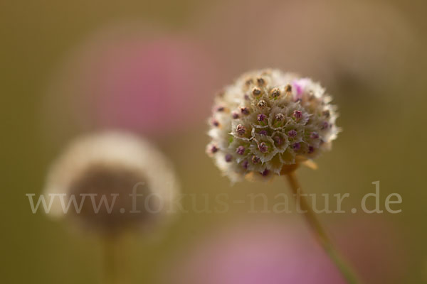 Bottendorfer Grasnelke (Armeria marittima var. Bottendorfensis)