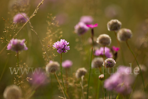 Bottendorfer Grasnelke (Armeria marittima var. Bottendorfensis)