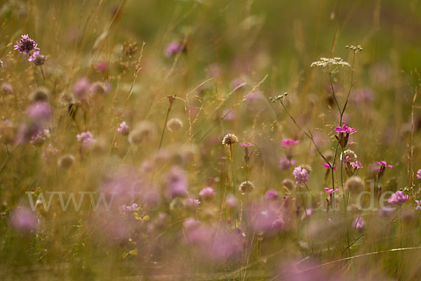 Bottendorfer Grasnelke (Armeria marittima var. Bottendorfensis)