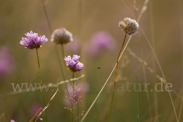 Bottendorfer Grasnelke (Armeria marittima var. Bottendorfensis)