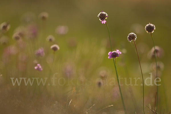 Bottendorfer Grasnelke (Armeria marittima var. Bottendorfensis)