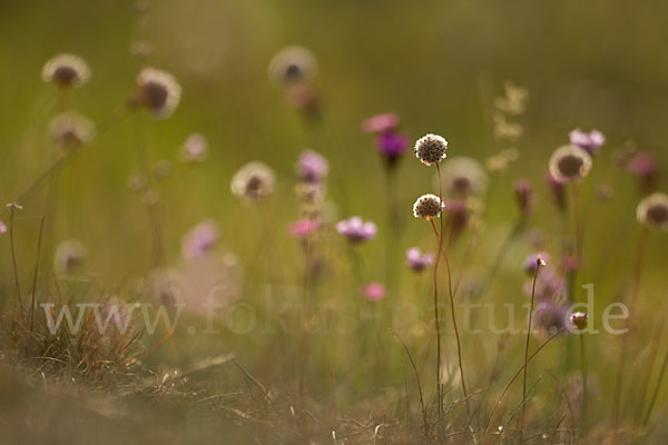 Bottendorfer Grasnelke (Armeria marittima var. Bottendorfensis)