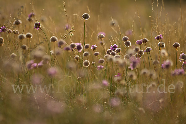 Bottendorfer Grasnelke (Armeria marittima var. Bottendorfensis)