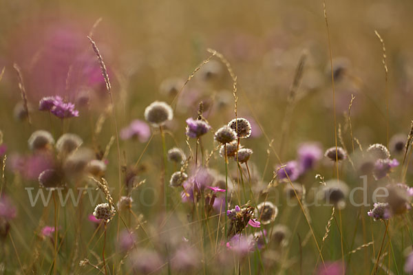 Bottendorfer Grasnelke (Armeria marittima var. Bottendorfensis)