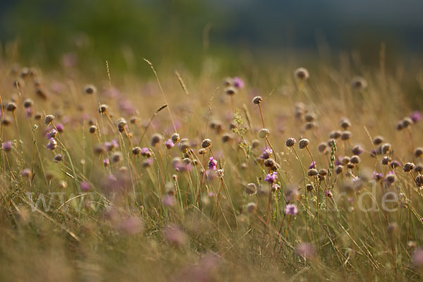 Bottendorfer Grasnelke (Armeria marittima var. Bottendorfensis)