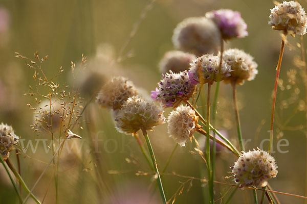 Bottendorfer Grasnelke (Armeria marittima var. Bottendorfensis)