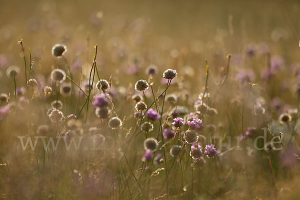 Bottendorfer Grasnelke (Armeria marittima var. Bottendorfensis)