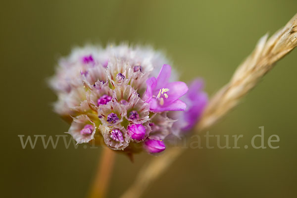 Bottendorfer Grasnelke (Armeria marittima var. Bottendorfensis)