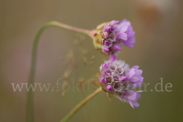 Bottendorfer Grasnelke (Armeria marittima var. Bottendorfensis)