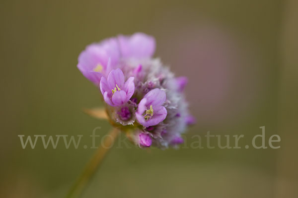 Bottendorfer Grasnelke (Armeria marittima var. Bottendorfensis)