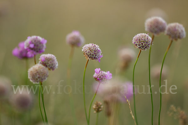 Bottendorfer Grasnelke (Armeria marittima var. Bottendorfensis)