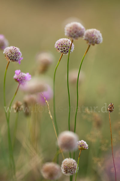 Bottendorfer Grasnelke (Armeria marittima var. Bottendorfensis)