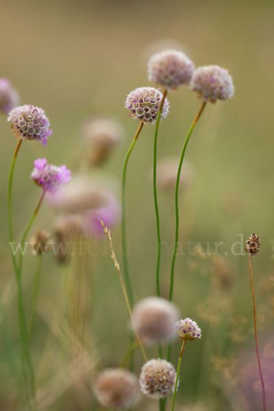 Bottendorfer Grasnelke (Armeria marittima var. Bottendorfensis)