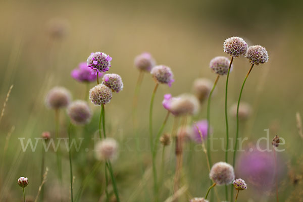 Bottendorfer Grasnelke (Armeria marittima var. Bottendorfensis)