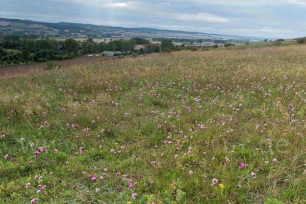 Bottendorfer Grasnelke (Armeria marittima var. Bottendorfensis)