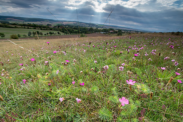 Bottendorfer Grasnelke (Armeria marittima var. Bottendorfensis)