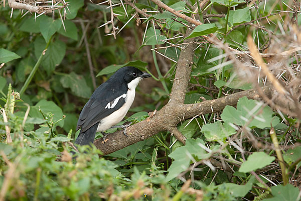 Boubouwürger (Laniarius aethiopicus)