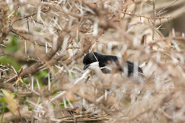 Boubouwürger (Laniarius aethiopicus)