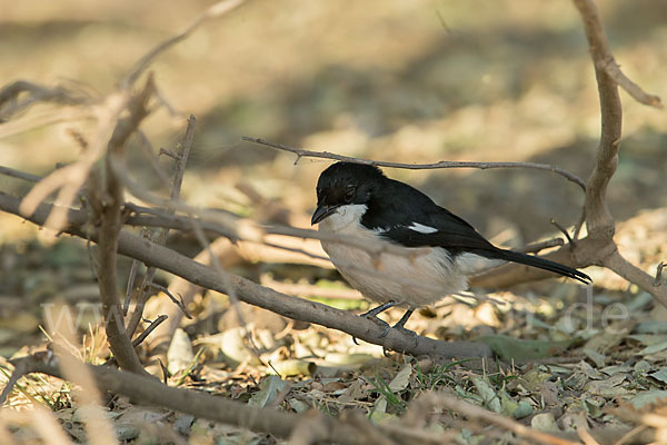 Boubouwürger (Laniarius aethiopicus)