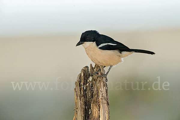 Boubouwürger (Laniarius aethiopicus)