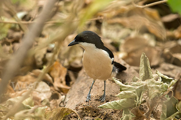 Boubouwürger (Laniarius aethiopicus)