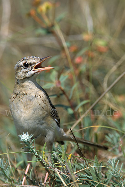 Brachpieper (Anthus campestris)