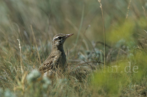 Brachpieper (Anthus campestris)