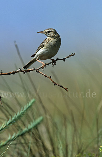 Brachpieper (Anthus campestris)