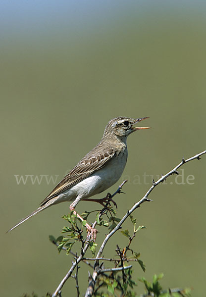 Brachpieper (Anthus campestris)