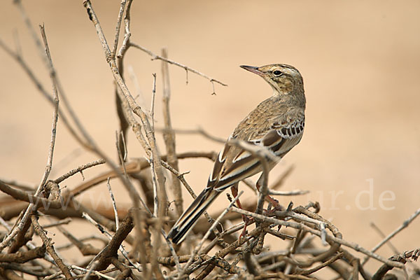 Brachpieper (Anthus campestris)