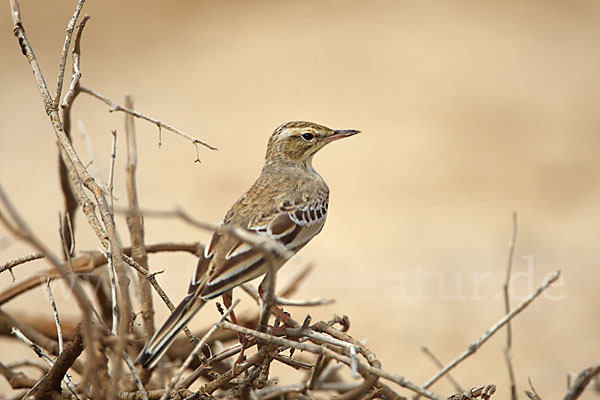 Brachpieper (Anthus campestris)