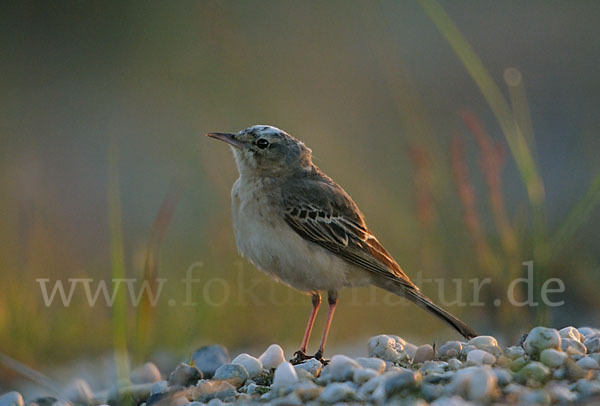 Brachpieper (Anthus campestris)