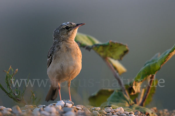 Brachpieper (Anthus campestris)