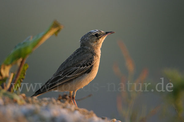 Brachpieper (Anthus campestris)